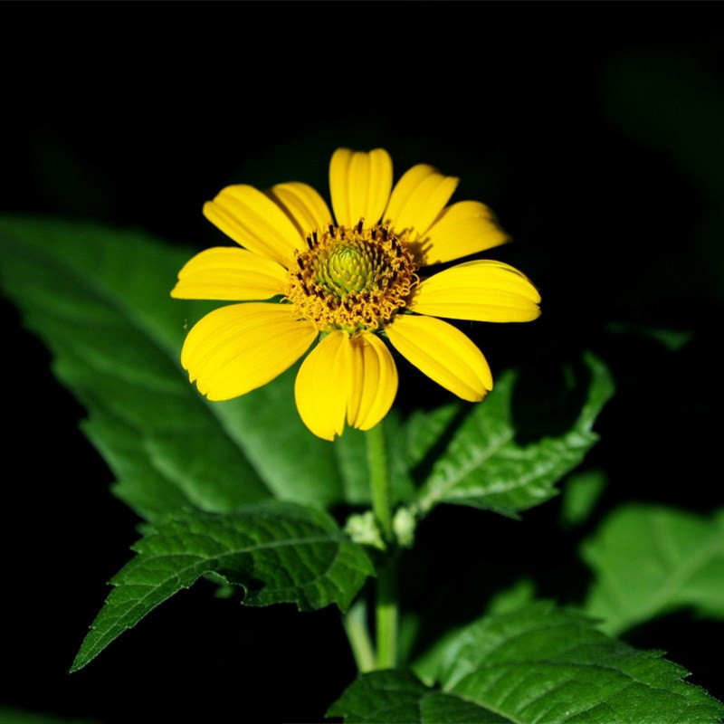 日光菊种子黑心菊赛菊芋种子四季易种庭院阳台种子景观花海