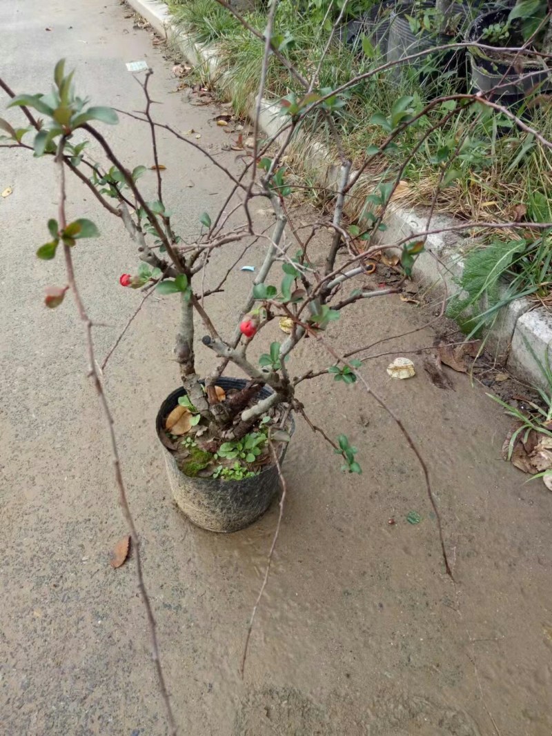 海棠花卉盆景盆栽室内阳台好养易活四季海棠花树苗重瓣大花