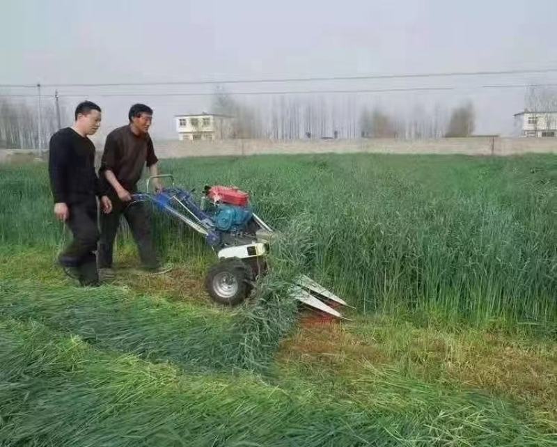 冬牧70黑麦草种子养殖鸡鸭鹅猪牛羊四季大叶耐寒高产秋冬牧