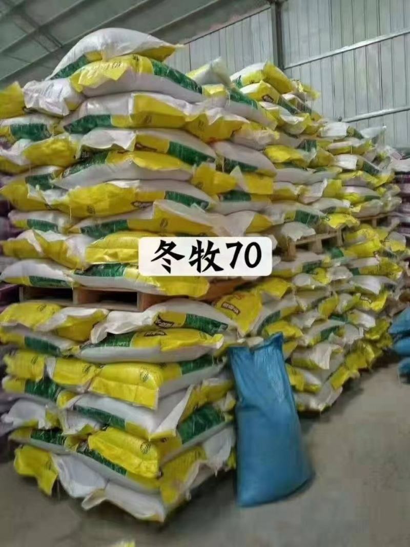 冬牧70黑麦草种子养殖鸡鸭鹅猪牛羊四季大叶耐寒高产秋冬牧