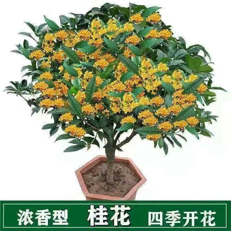 桂花树苗桂花苗盆栽金桂四季桂室内外浓香型阳台花卉绿植庭院