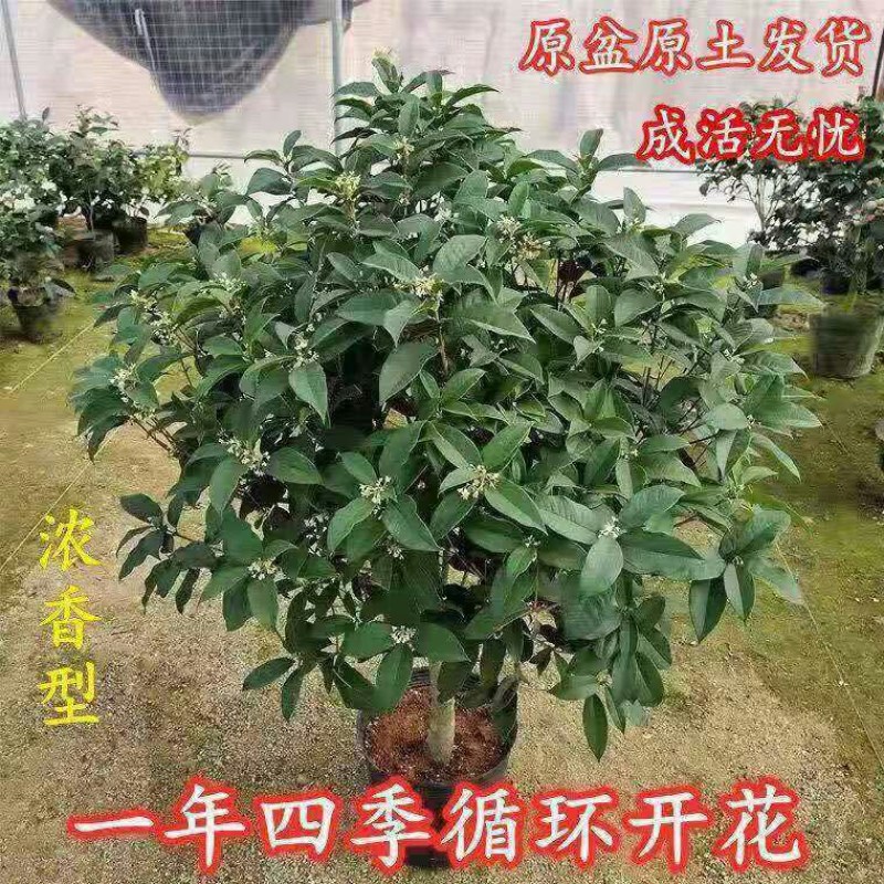 桂花树苗桂花苗盆栽金桂四季桂室内外浓香型阳台花卉绿植庭院