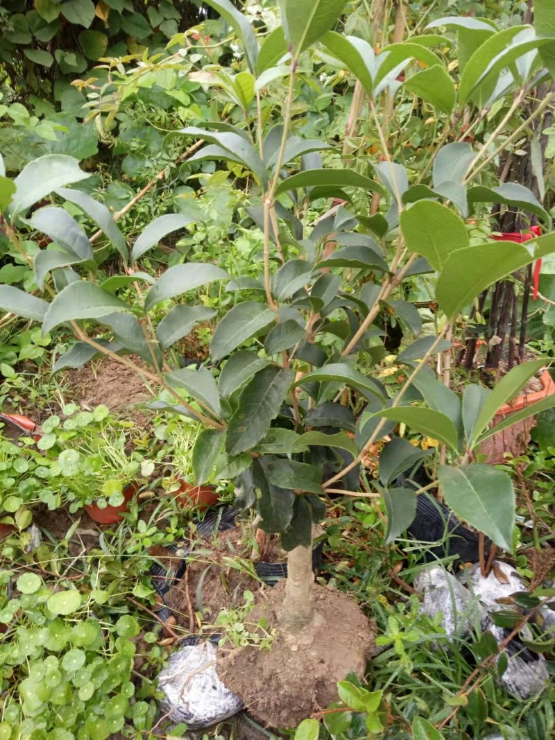 桂花树苗桂花苗盆栽金桂四季桂室内外浓香型阳台花卉绿植庭院