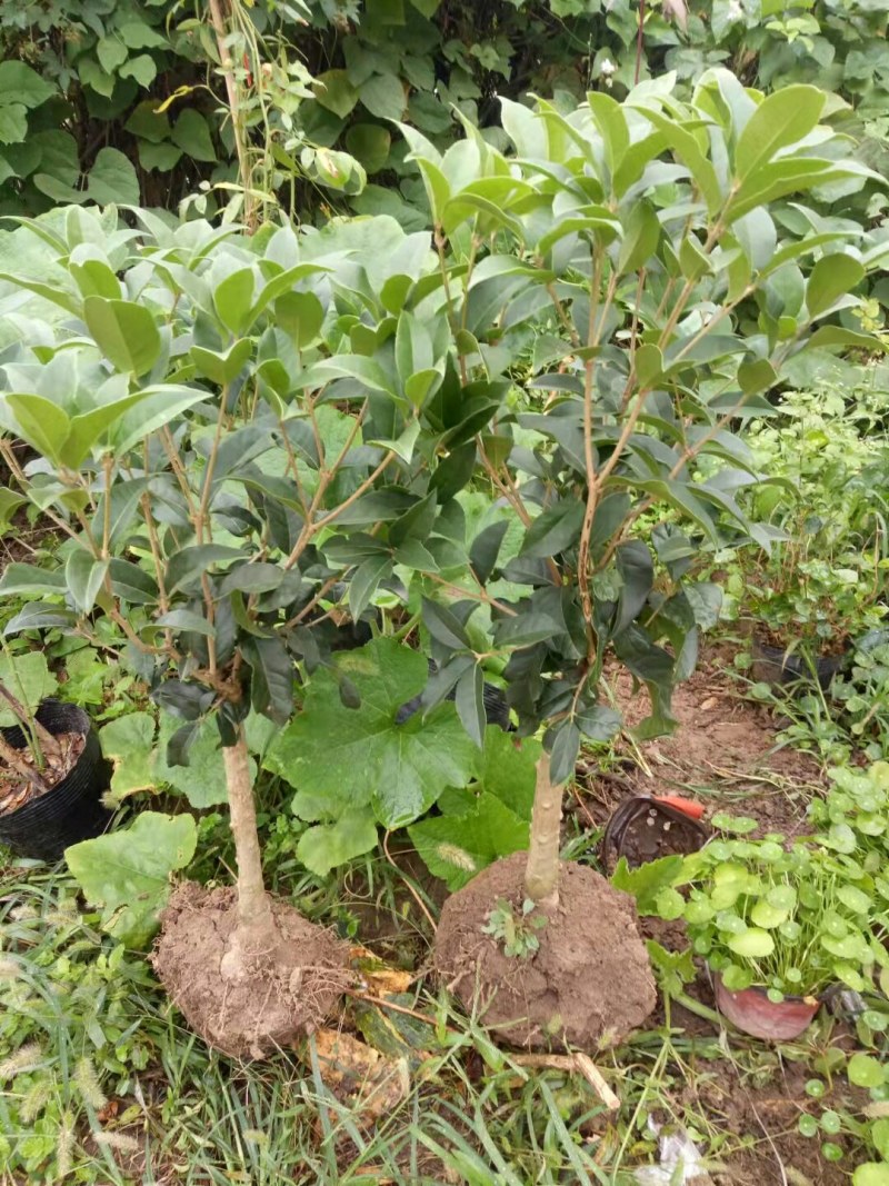 桂花树苗桂花苗盆栽金桂四季桂室内外浓香型阳台花卉绿植庭院