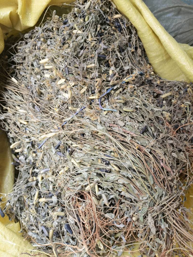 响铃草野生响铃草响铃草响铃子响铃草人工采收自然晒干