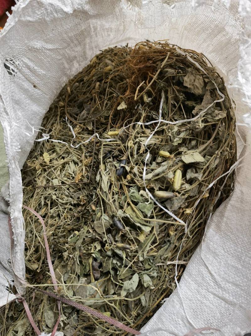 响铃草野生响铃草响铃草响铃子响铃草人工采收自然晒干