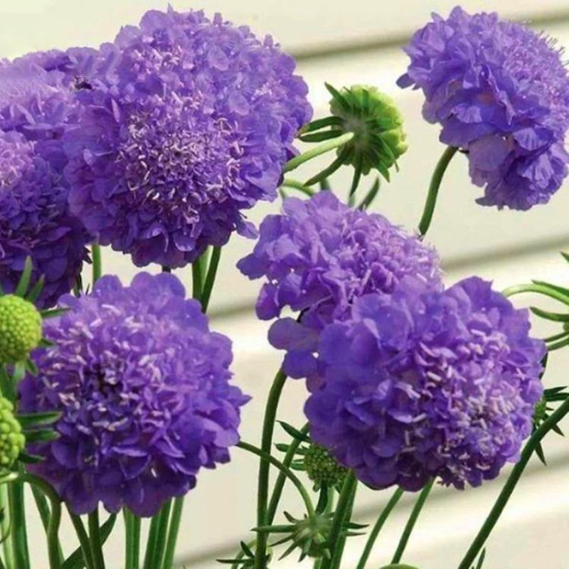 轮峰菊种子紫盆花种子庭院阳台种子景观花海