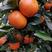 香橙兜沃柑苗，大叶积橙沃柑苗，酸柑头沃柑苗，红桔头沃柑苗