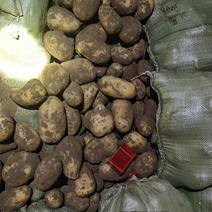 土豆V70.2-1斤