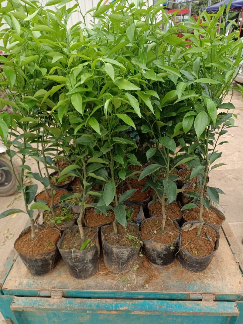 香橙兜沃柑苗，大叶积橙沃柑苗，酸柑头沃柑苗，红桔头沃柑苗