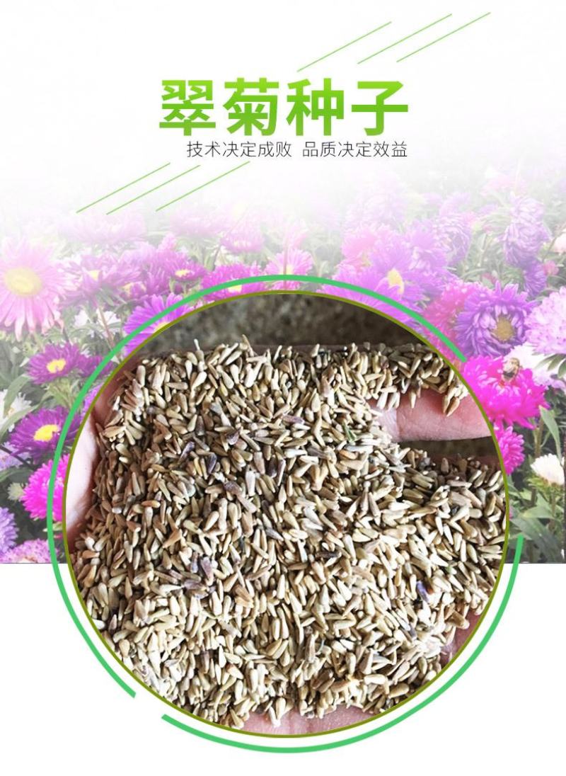 翠菊种子秋播花种子四季种易活开花不断室外庭院景观绿化