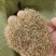 糖蜜草种子牧草种子正宗优质糖蜜草种子家禽饲料防沙固土草种