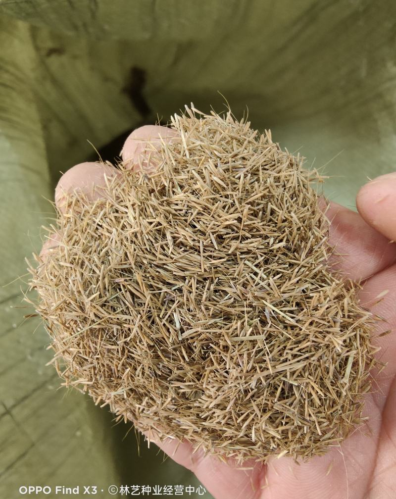 糖蜜草种子牧草种子正宗优质糖蜜草种子家禽饲料防沙固土草种