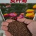 麦秆菊种子四季播菊花种子春季种蜡菊阳台庭院盆栽观赏花卉