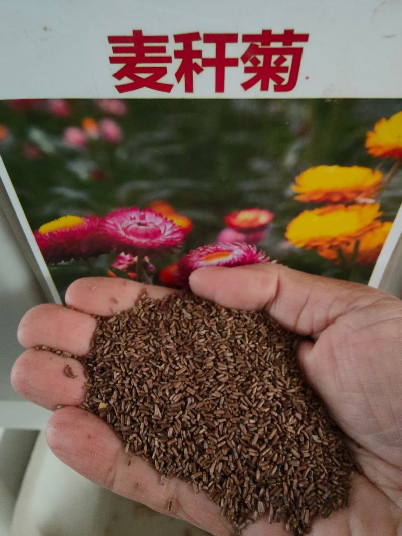 麦秆菊种子四季播菊花种子春季种蜡菊阳台庭院盆栽观赏花卉