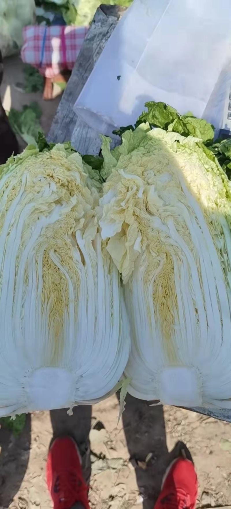 白菜，黄心菜，黄心大白菜，精品基地直发全国供应