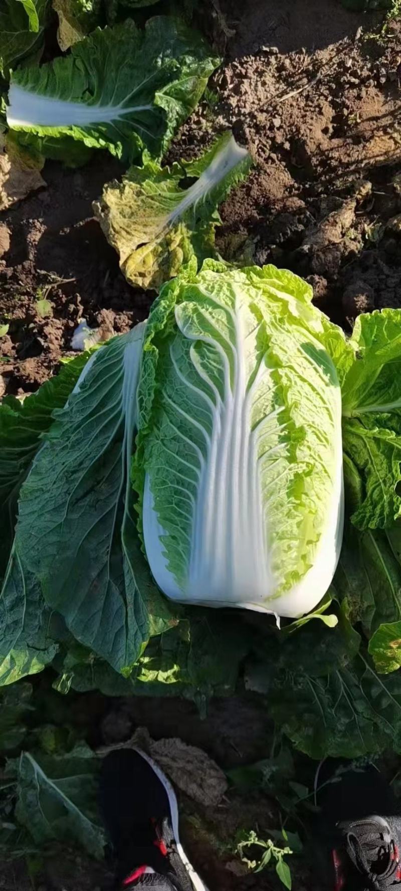 白菜，黄心菜，黄心大白菜，精品基地直发全国供应