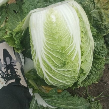 白菜，黄心菜，黄心大白菜，精品基地直发全国供应