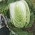 白菜，黄心菜，黄心大白菜，精品基地直发全国供应