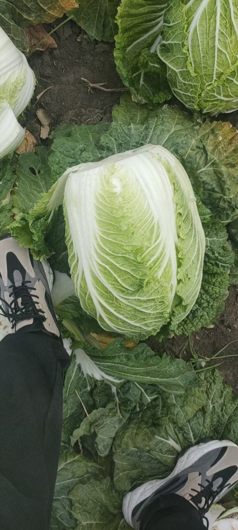 白菜，黄心菜，黄心大白菜，精品基地直发全国供应