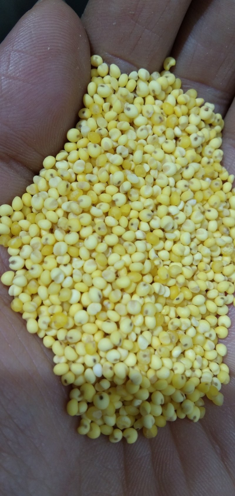 中牟县万邦食泉坊大黄米