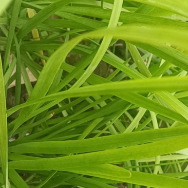山东聊城韭菜大量上市供应