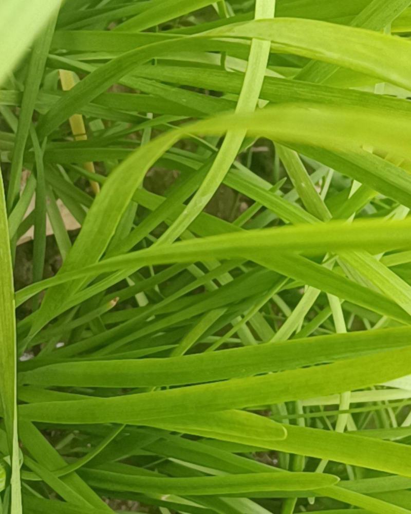 山东聊城韭菜大量上市供应