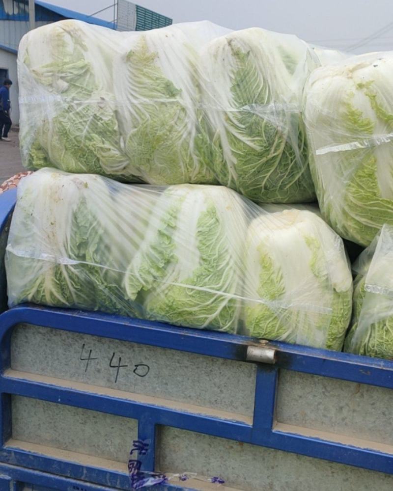 白菜，黄心菜，黄心大白菜，精品基地直发全国供应
