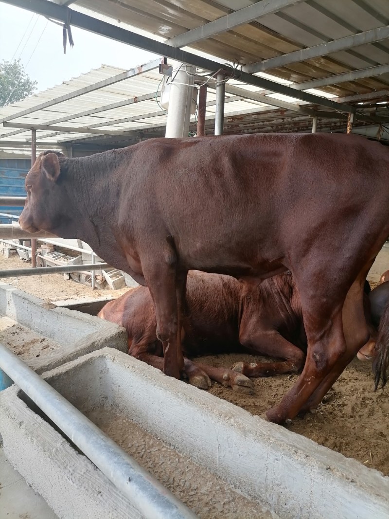 利木赞牛牛犊，法国吨肉牛品种牛长势快，肉质好，好适养