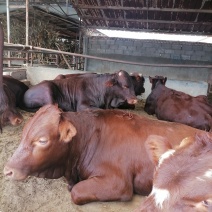 利木赞牛牛犊，法国吨肉牛品种牛长势快，肉质好，好适养