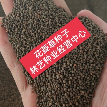 花菱草种子四季种易活花种子耐寒多年生宿根花籽庭院室外阳台