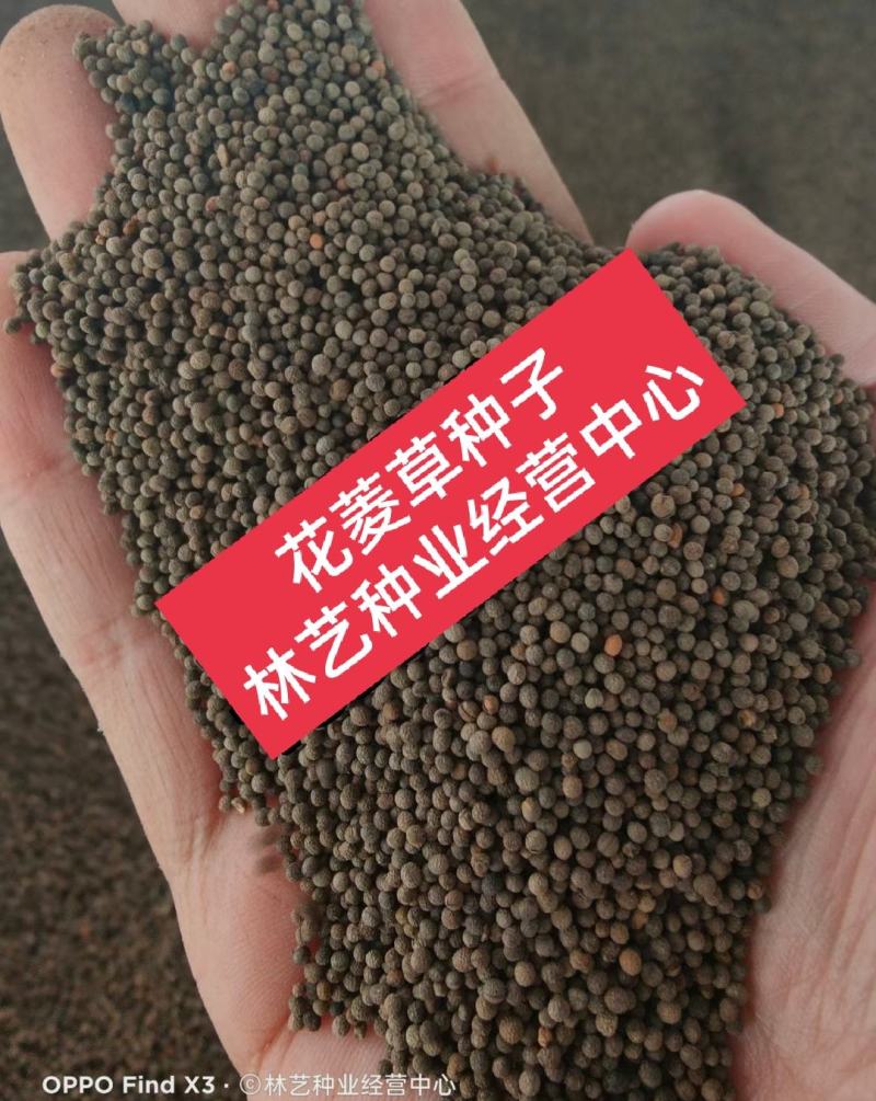花菱草种子四季种易活花种子耐寒多年生宿根花籽庭院室外阳台