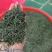 湖北恩施富硒绿茶恩施玉露