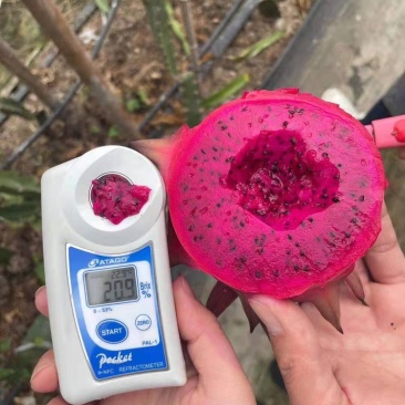 红心火龙果
