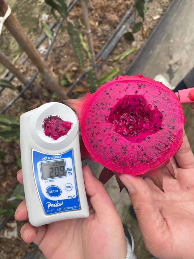 红心火龙果