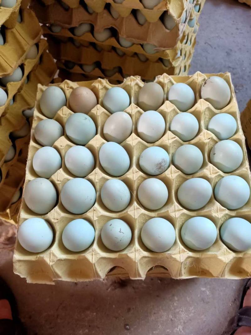 绿壳鸡蛋一件代发，纯散养