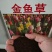 金鱼草种子植物四季花卉草籽庭院阳台多年生耐旱室外植物花草