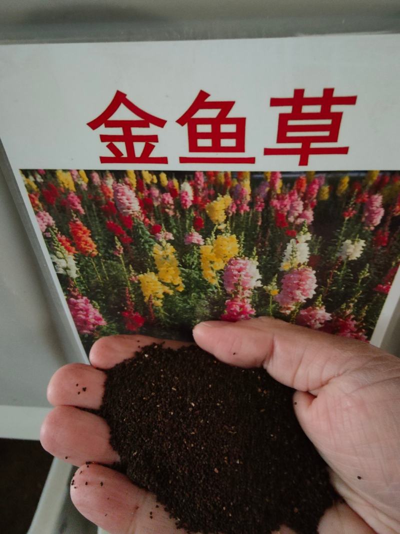金鱼草种子植物四季花卉草籽庭院阳台多年生耐旱室外植物花草