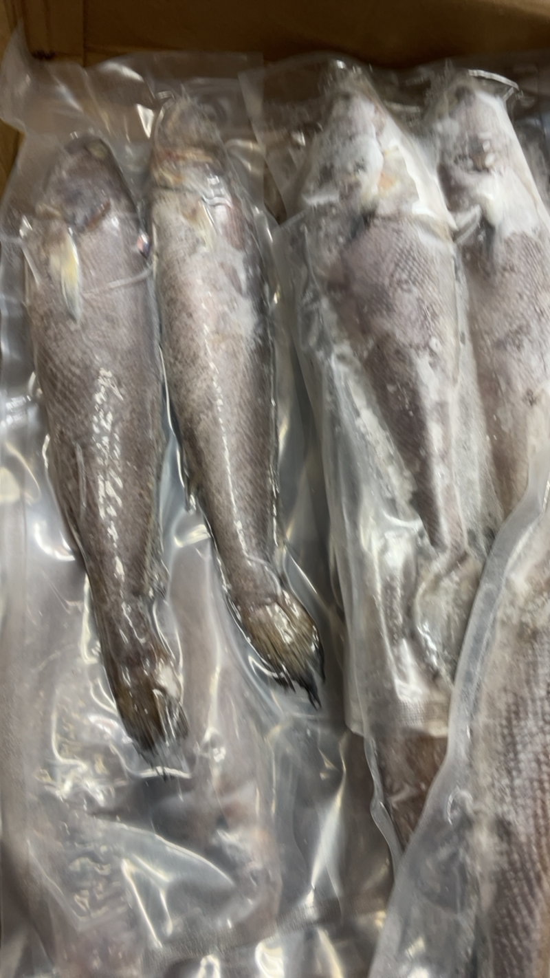 【产地直供】米鱼冷冻大米鱼单冻米鱼江苏海鲜水产