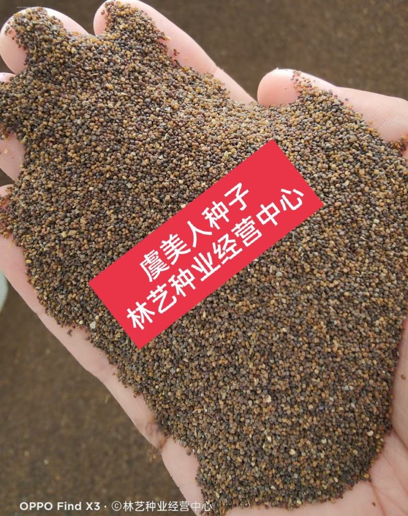虞美人种子四季开花耐寒多年生冰岛虞美人花籽庭院室内外花种