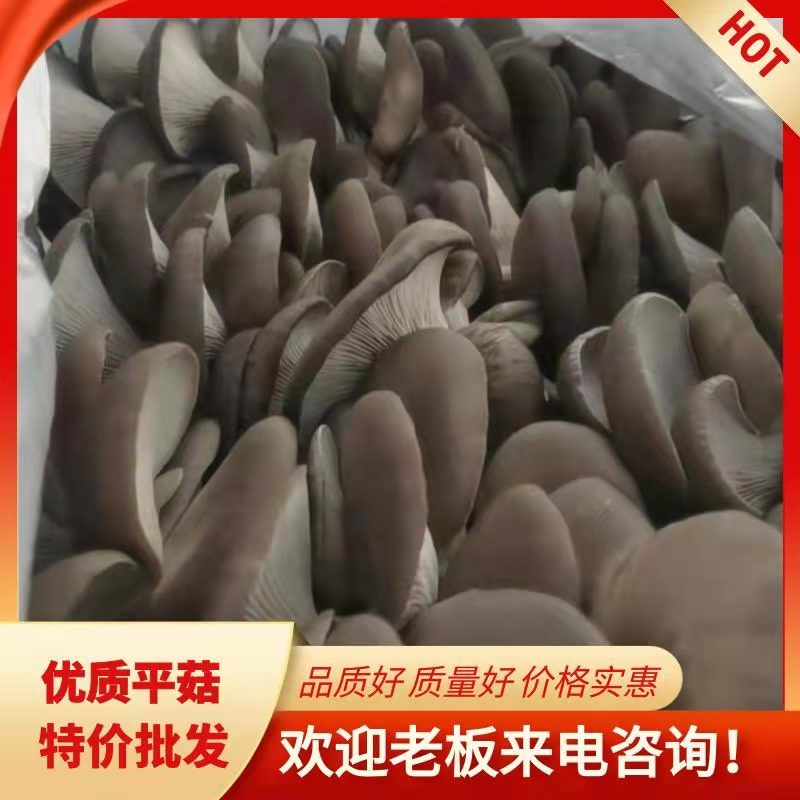 黑平菇鲜平菇鲜蘑产地直销量大价优诚信共赢