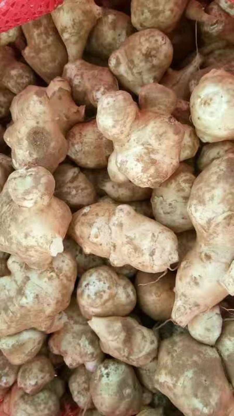 菊芋白皮洋姜/产地直发/量大从优/一手货源