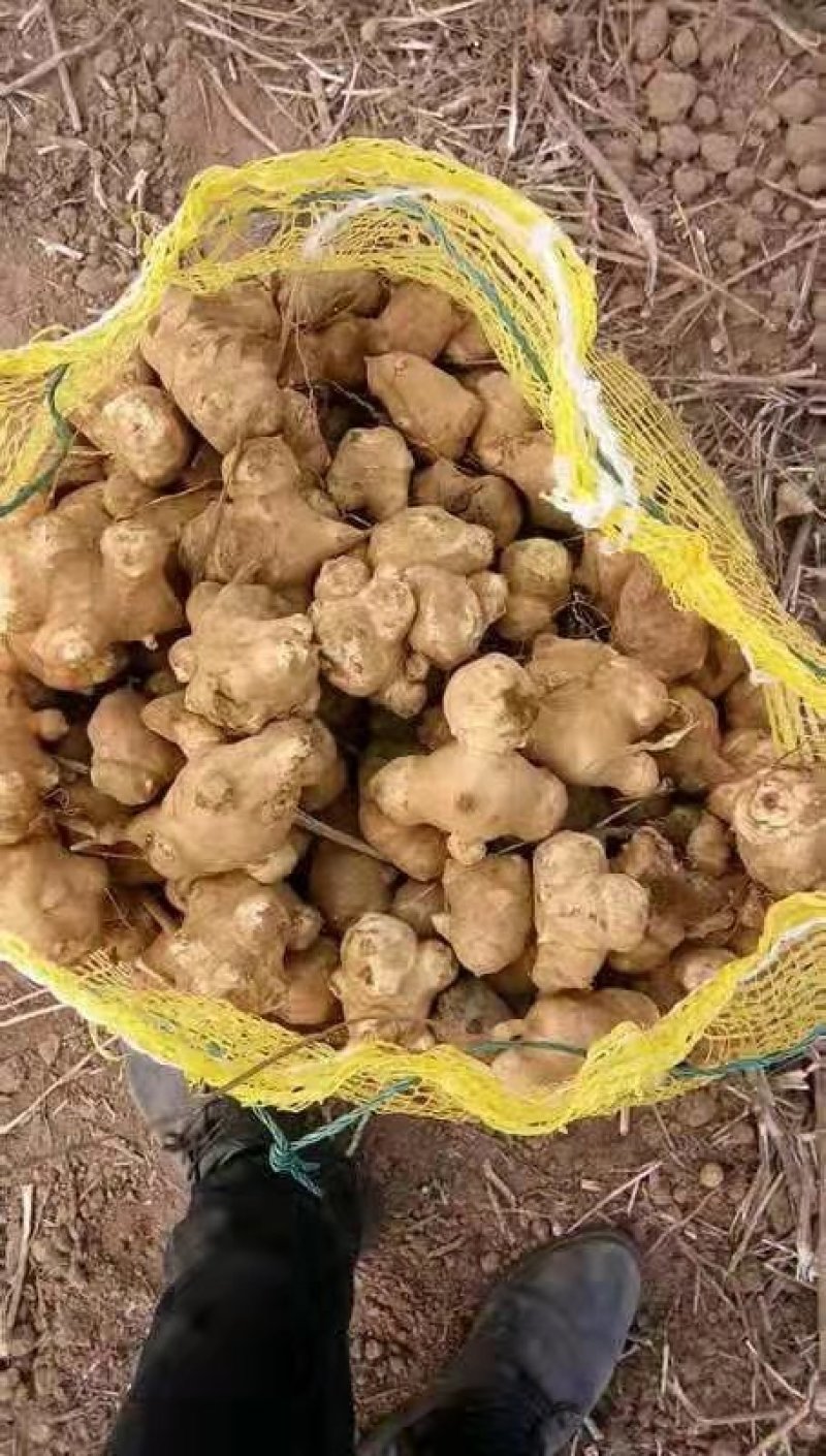 菊芋白皮洋姜/产地直发/量大从优/一手货源