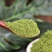 莲子芯粉超细破壁粉高品质中药材泡水泡茶莲心正品特级