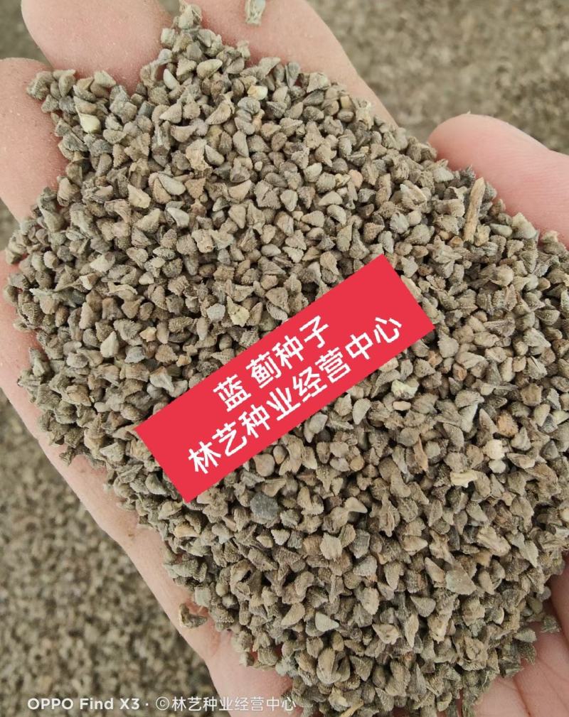 蓝蓟种子蓝刺头蓝蓟花种庭院观花种子蓝色景观花海四季花籽