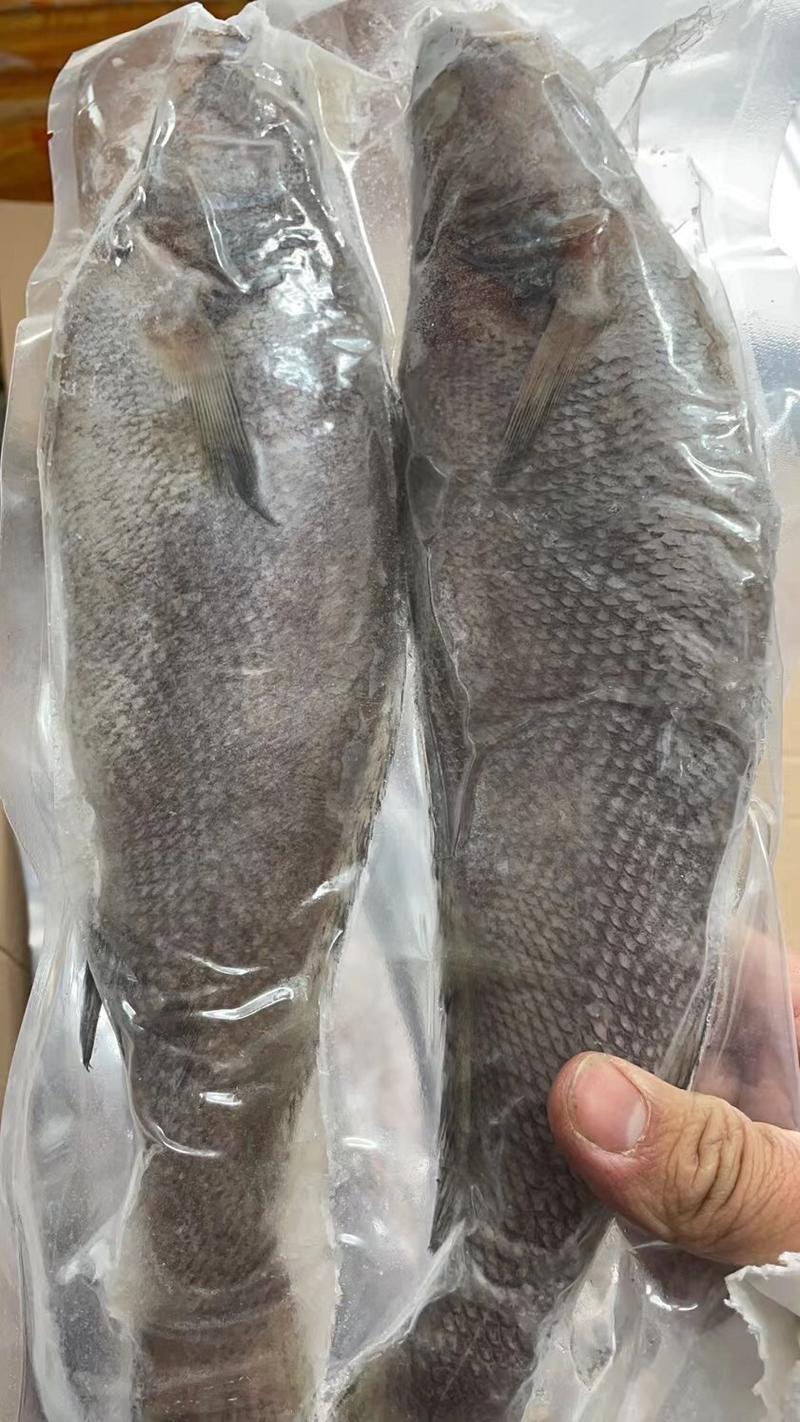 新鲜米鱼冷冻鳘鱼敏鱼海鱼活冻海鲜批发鮸鱼