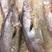 新鲜米鱼冷冻鳘鱼敏鱼海鱼活冻海鲜批发鮸鱼