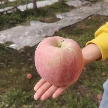 新疆阿克苏冰糖心红富士苹果