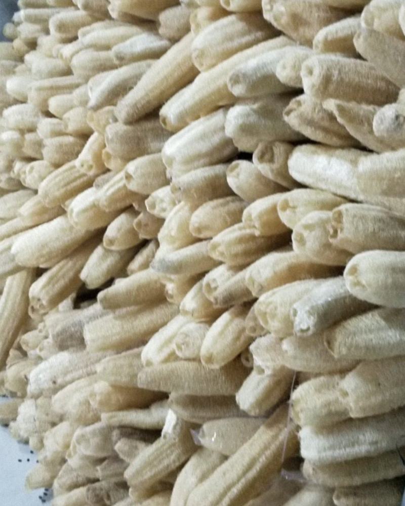 天然丝瓜络洗碗神器丝瓜瓤洗碗布水瓜渣厨房家用水瓜布百洁布