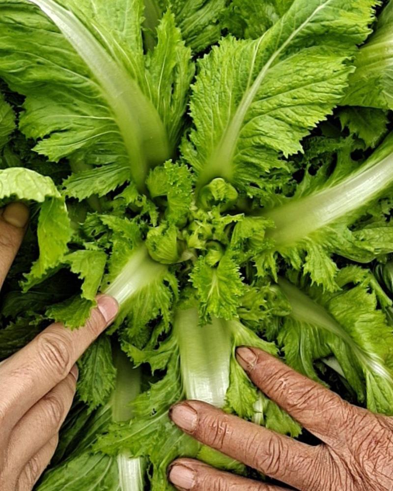 精品儿菜大量上市中（新鲜图片视频）无烂心冲台红顶质量干净